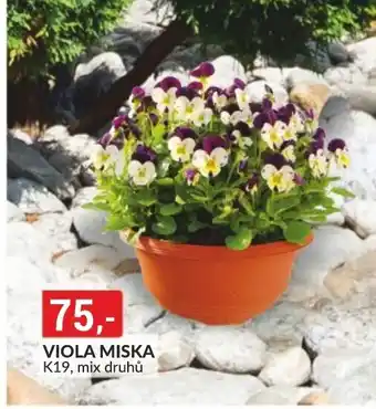 Baumax VIOLA MISKA K19, mix druhů nabídka