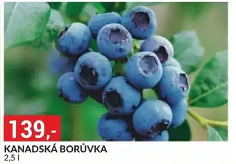 Baumax KANADSKÁ BORŮVKA nabídka