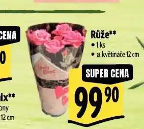 Albert Růže nabídka