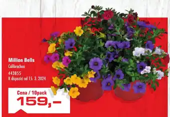 Uni Hobby Million Bells Calibrachoa nabídka