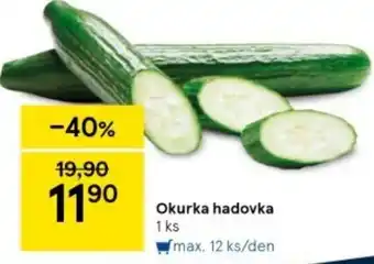 Okurka hadovka