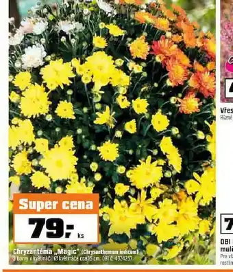Chryzantéma
