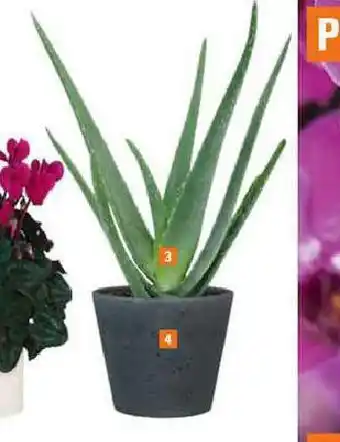 OBI Aloe vera nabídka