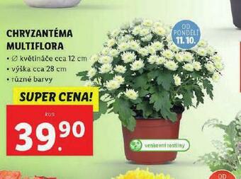 Lidl Chryzantéma multiflora nabídka