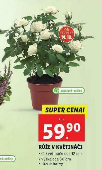 Lidl Růže v květináči nabídka
