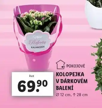 Lidl Kolopejka v dárkovém balení nabídka