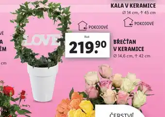 Lidl Břečťan v keramice nabídka