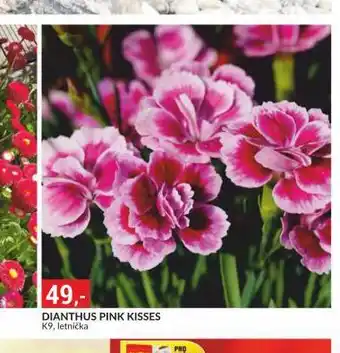 Baumax Dianthus pink kisses nabídka