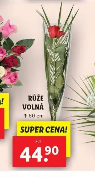Lidl Růže volná nabídka