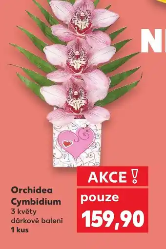Kaufland Orchidea Cymbidium nabídka