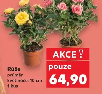 Kaufland Růže nabídka