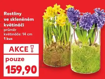 Kaufland Rostliny ve skleněném květináči nabídka
