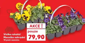 Kaufland Violka rohatá/ Maceška zahradní 10 pack sazenice nabídka