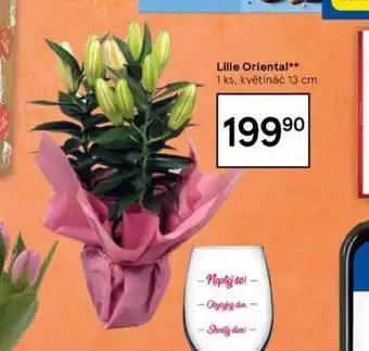 Tesco Lilie oriental nabídka