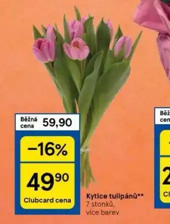 Tesco Kytice tulipánů nabídka