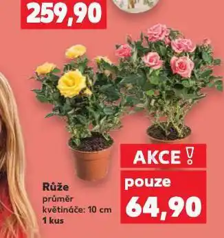 Kaufland Růže nabídka