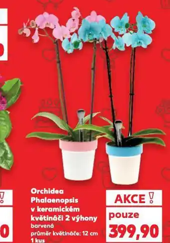 Kaufland Orchidea phalaenopsis nabídka