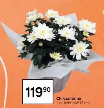 Tesco Chryzantéma nabídka