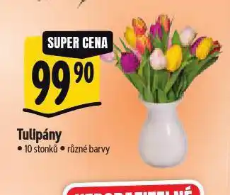 Albert Tulipány nabídka