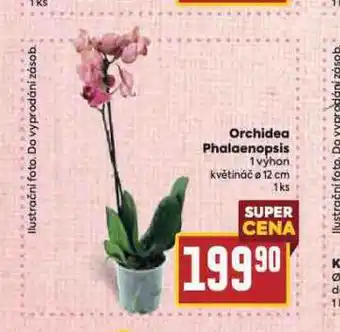 Billa Orchidea - phalaenopsis nabídka