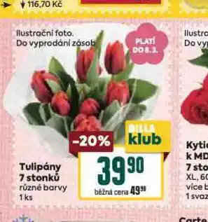 Billa Tulipány 7 stonků nabídka