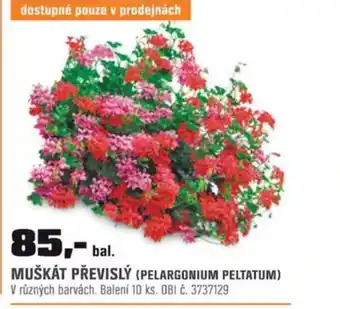 OBI MUŠKÁT PŘEVISLÝ (PELARGONIUM PELTATUM) nabídka