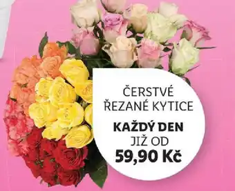 Lidl ČERSTVÉ ŘEZANÉ KYTICE nabídka