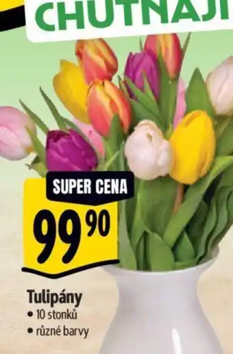 Albert Tulipány nabídka
