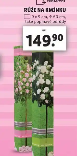 Lidl Růže na kmínku nabídka