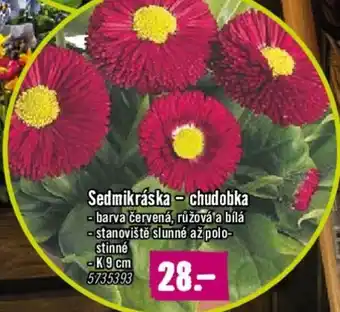 Hornbach Sedmikráska - chudobka nabídka