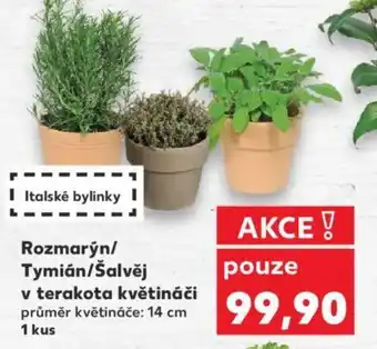 Rozmarýn/ Tymián/Šalvěj v terakota květináči