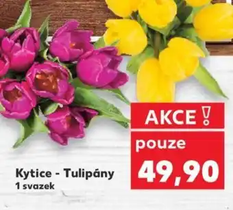 Kaufland Kytice - Tulipány nabídka