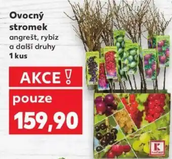 Kaufland Ovocný stromek nabídka