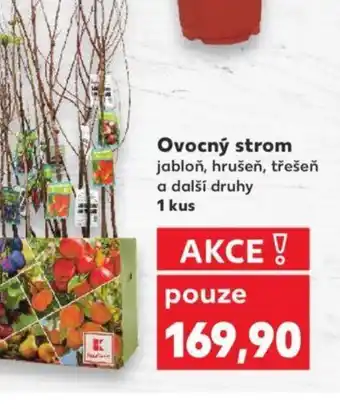 Kaufland Ovocný strom nabídka