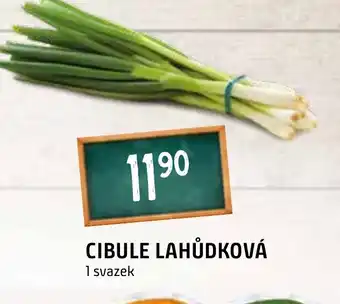 Terno CIBULE LAHŮDKOVÁ nabídka