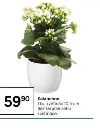 Tesco Kalanchoe nabídka