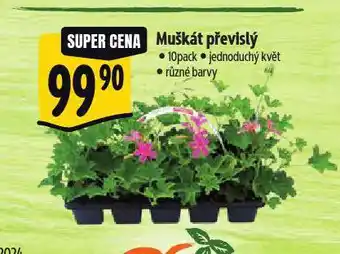 Albert Muškát převislý nabídka