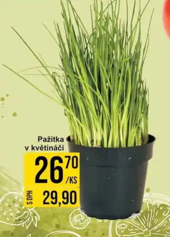 Jip Pažitka v květináči nabídka