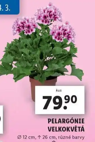 Lidl Pelargónie velkokvětá nabídka