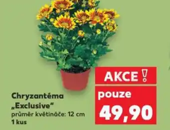Kaufland Chryzantéma „Exclusive nabídka
