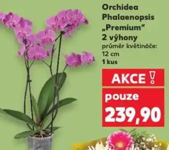 Kaufland Orchidea Phalaenopsis Premium 2 výhony nabídka