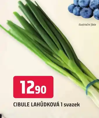 Trefa CIBULE LAHŮDKOVÁ 1 svazek nabídka