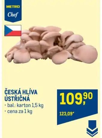 Makro ČESKÁ HLÍVA ÚSTŘIČNÁ nabídka