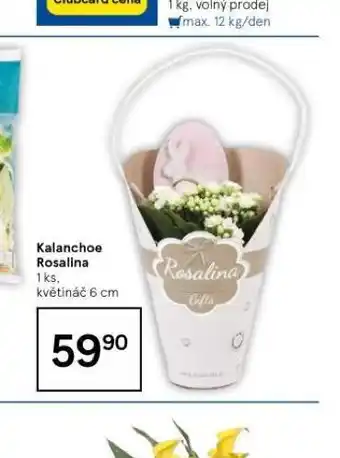 Tesco Kalanchoe rosalina nabídka