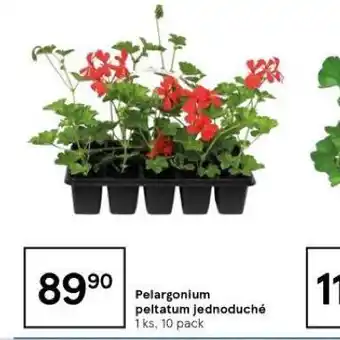 Tesco Pelargonium peltatum jednoduché nabídka