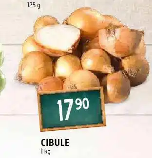 Terno Cibule nabídka
