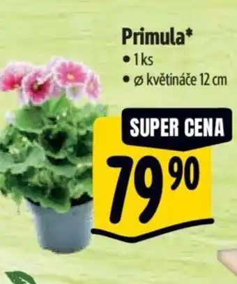 Albert Primula nabídka