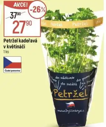 Globus Petržel kadeřavá v květináči nabídka