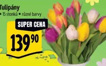 Albert Tulipány nabídka