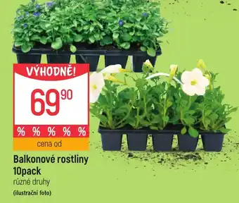 Globus Balkonové rostliny 10pack nabídka